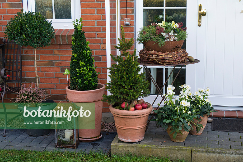 527034 - Jardin de devant avec plantes en bacs et décoration de Noël