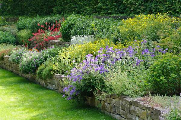 485114 - Jardin de plantes vivaces avec un mur de pierres sèches