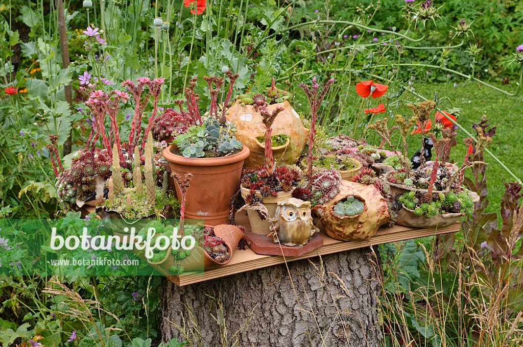 474115 - Jardin de pots avec des plantes succulentes