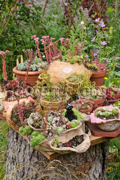 474116 - Jardin de pots avec des plantes succulentes