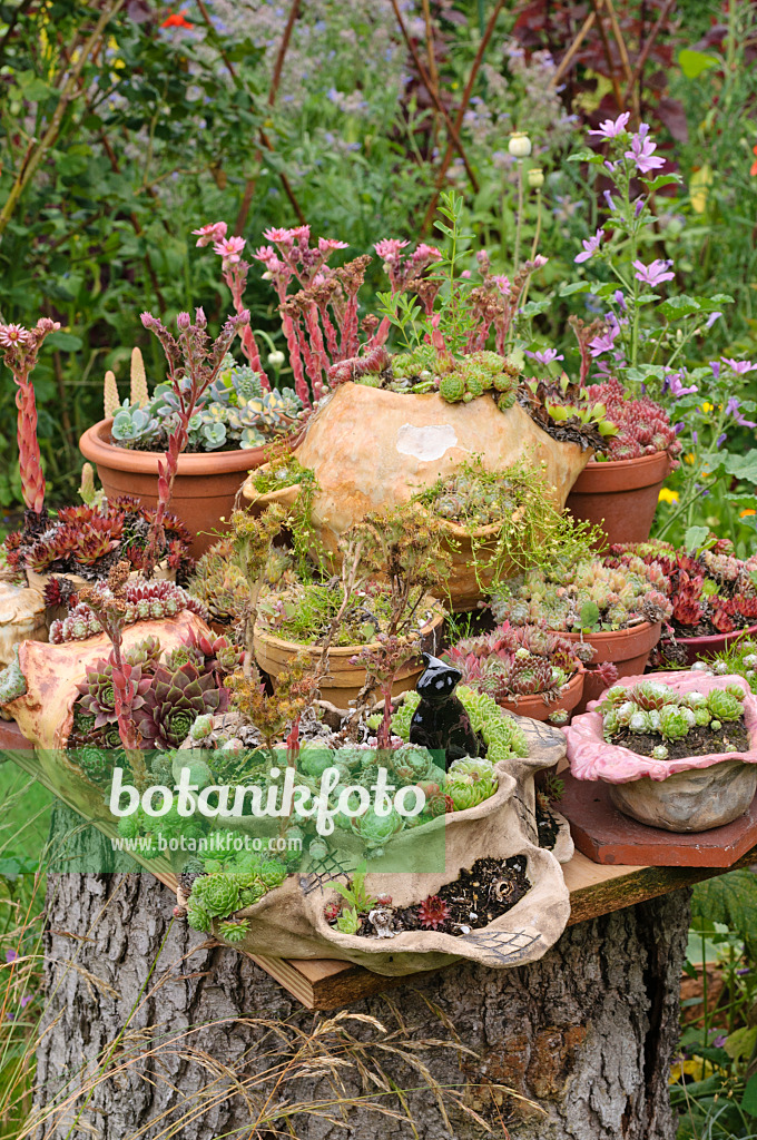 474116 - Jardin de pots avec des plantes succulentes