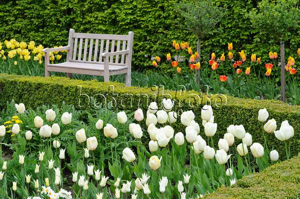 471191 - Jardin de printemps avec des tulipes (Tulipa)