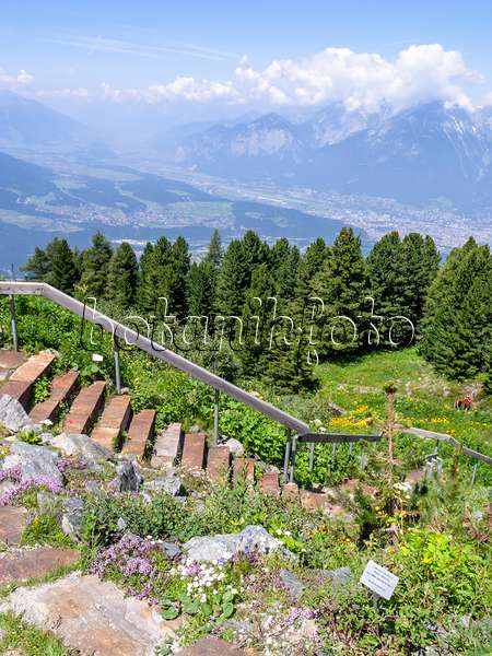 439319 - Jardin des plantes alpines, Patscherkofel, Innsbruck, Autriche