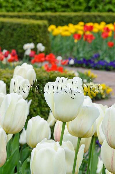 471189 - Jardin des tulipes