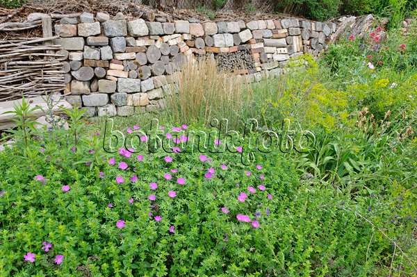 472417 - Jardin naturel de plantes vivaces avec mur de pierres sèches