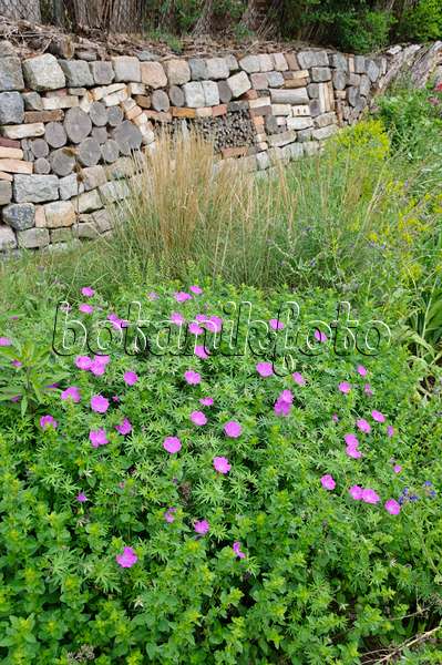 472418 - Jardin naturel de plantes vivaces avec mur de pierres sèches