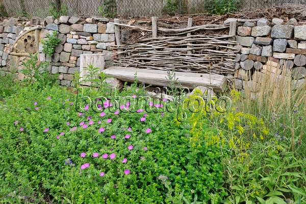 472419 - Jardin naturel de plantes vivaces avec mur de pierres sèches