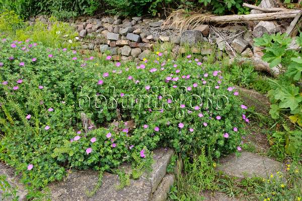 472427 - Jardin naturel de plantes vivaces avec mur de pierres sèches