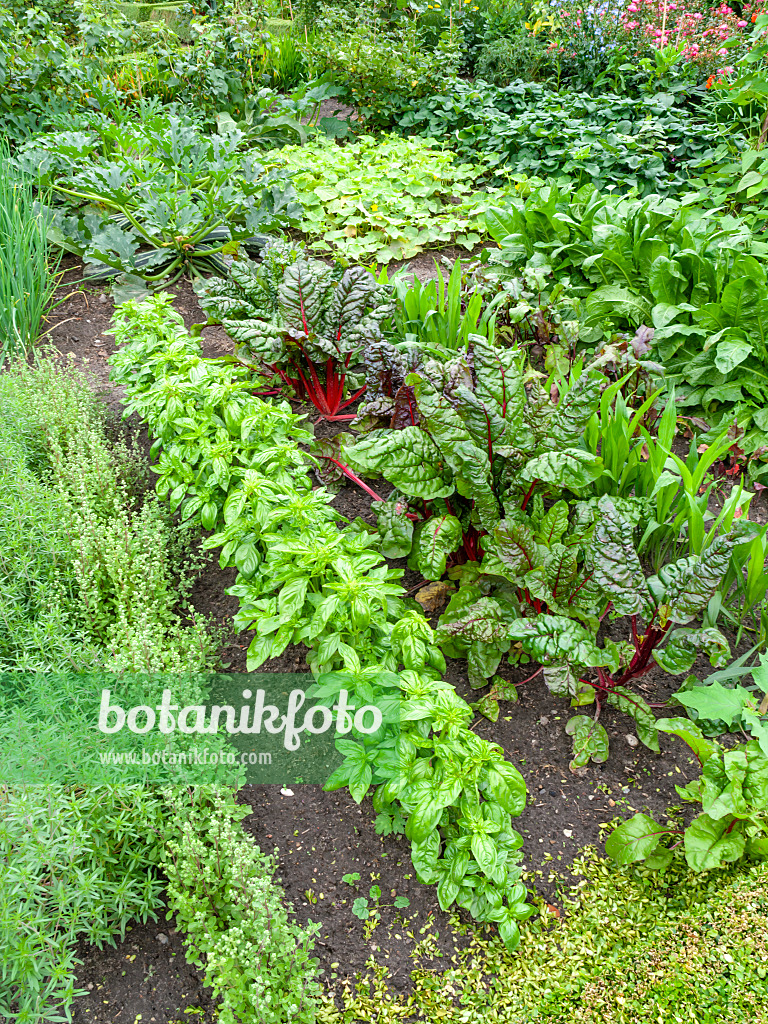 462144 - Jardin potager