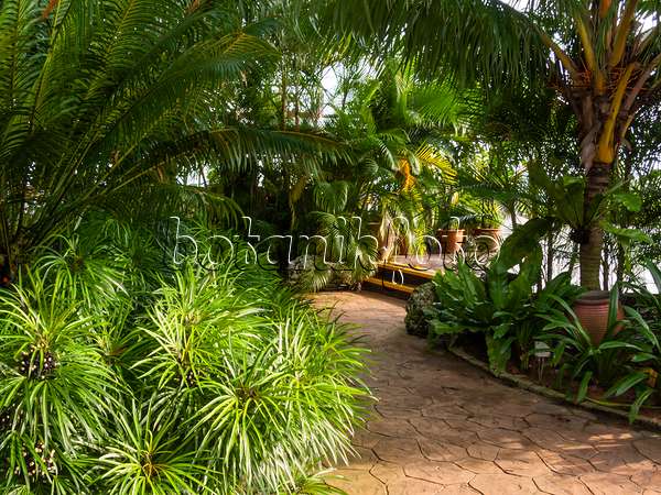 411077 - Jardin tropical, Mount Faber Park, Singapur