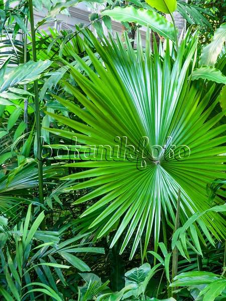 434100 - Java palm (Livistona rotundifolia)
