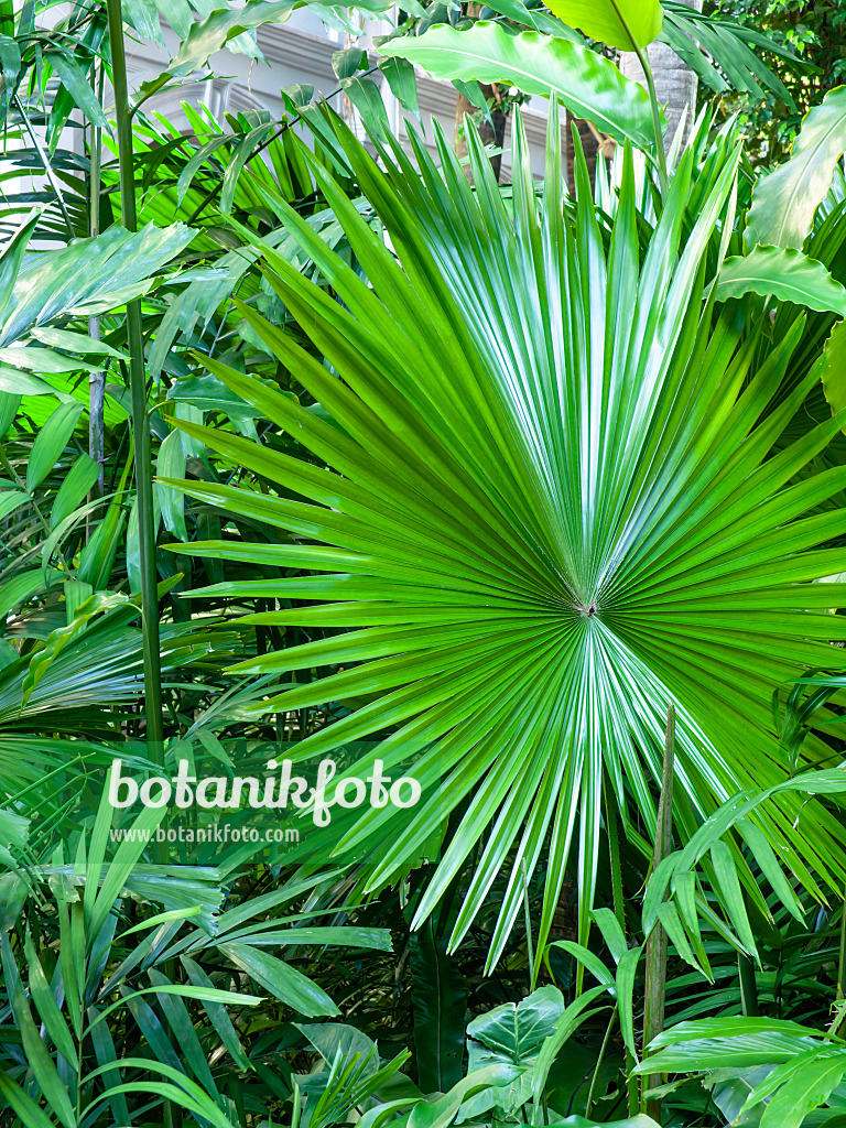 434100 - Java palm (Livistona rotundifolia)