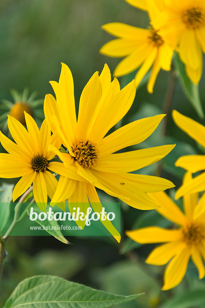 512110 - Jerusalem artichoke (Helianthus tuberosus)