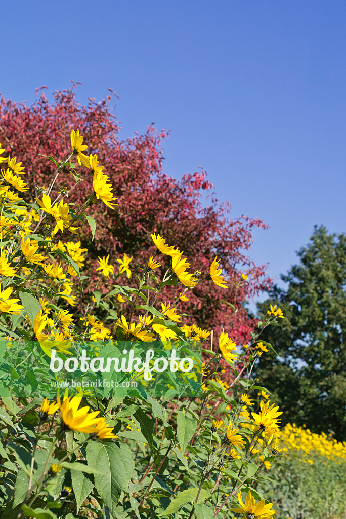 549169 - Jerusalem artichoke (Helianthus tuberosus)