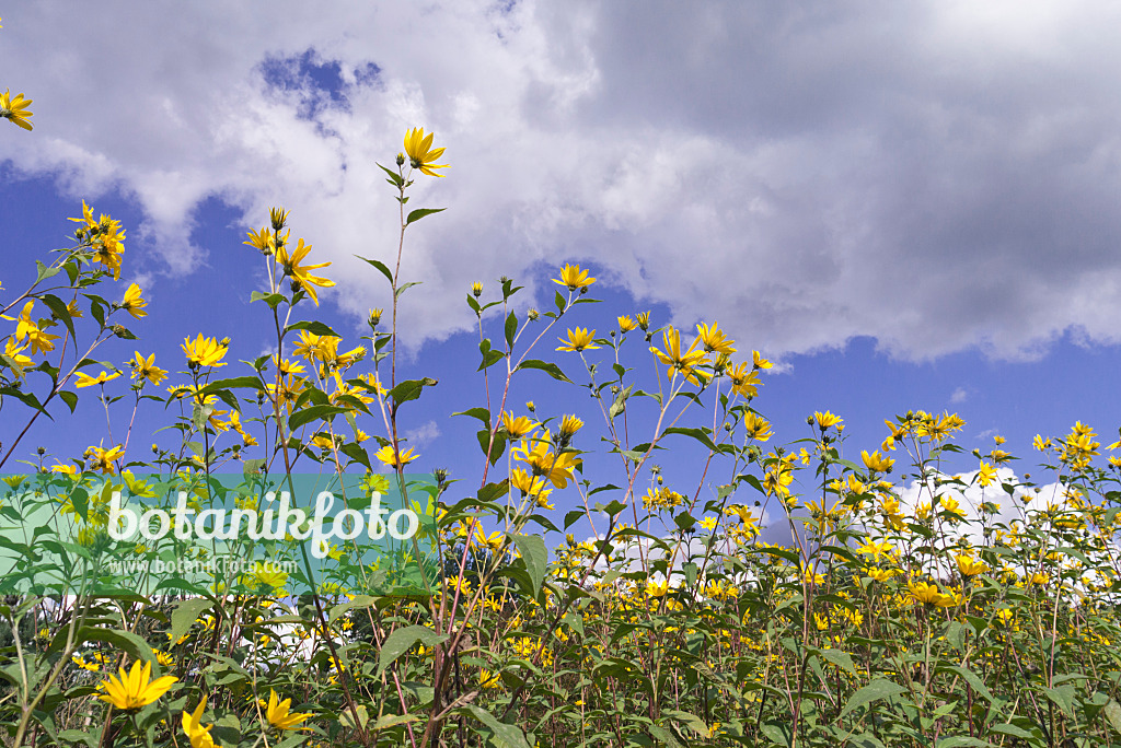 573095 - Jerusalem artichoke (Helianthus tuberosus)