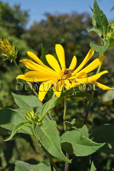 595024 - Jerusalem artichoke (Helianthus tuberosus) and bee (Apis)