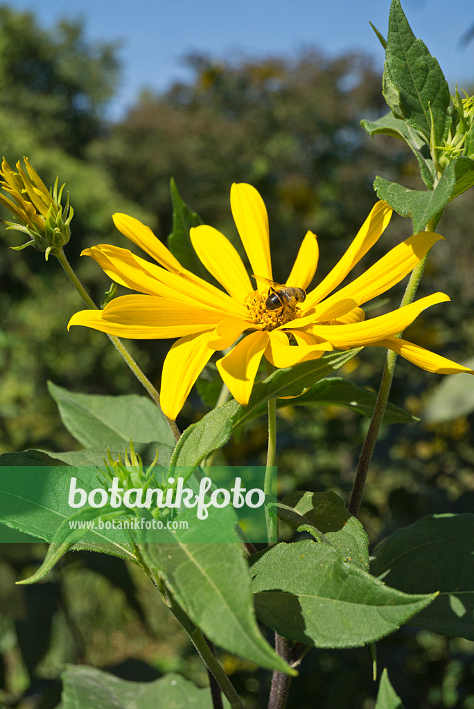 595024 - Jerusalem artichoke (Helianthus tuberosus) and bee (Apis)