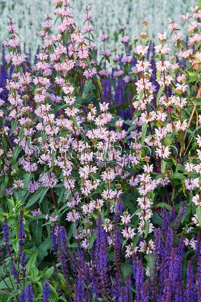 473018 - Jerusalem sage (Phlomis tuberosa) and woodland sage (Salvia nemorosa)