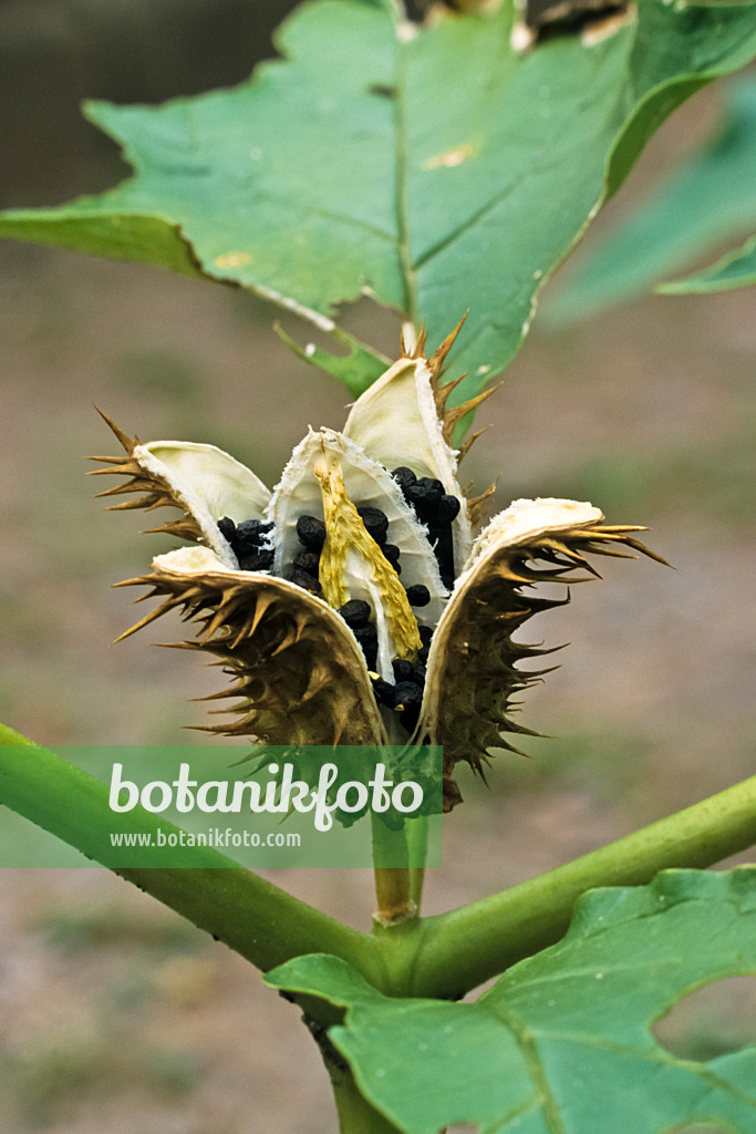 381118 - Jimson weed (Datura stramonium)