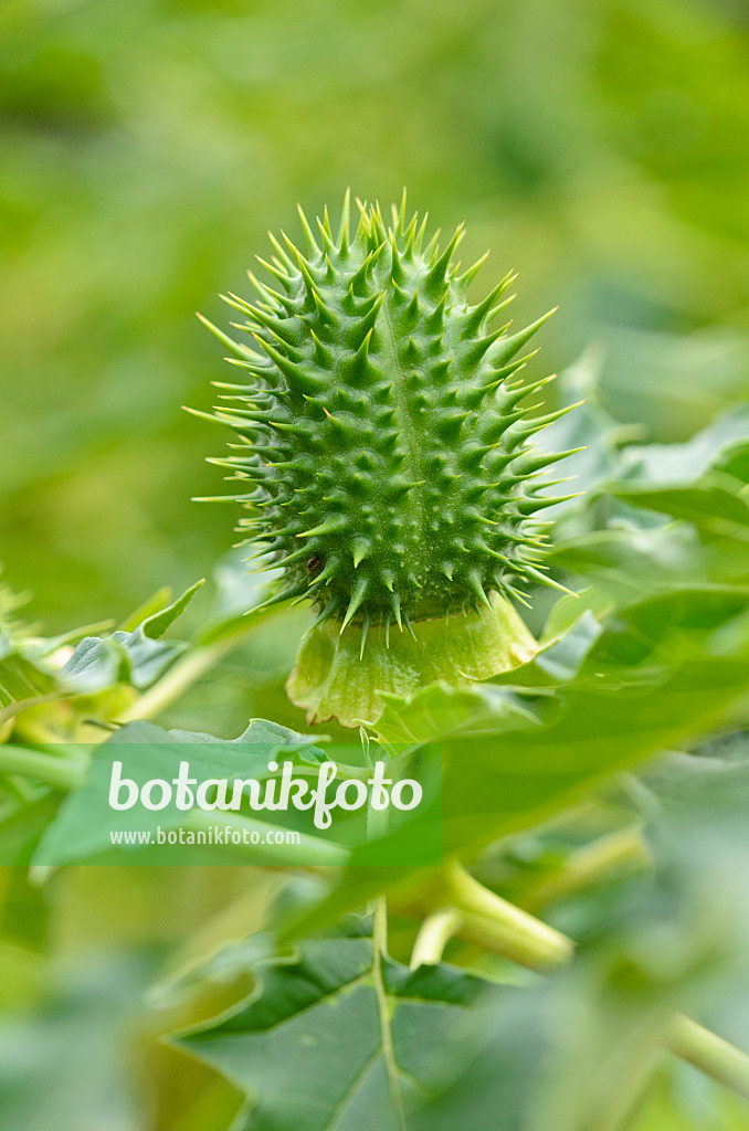 524168 - Jimson weed (Datura stramonium)