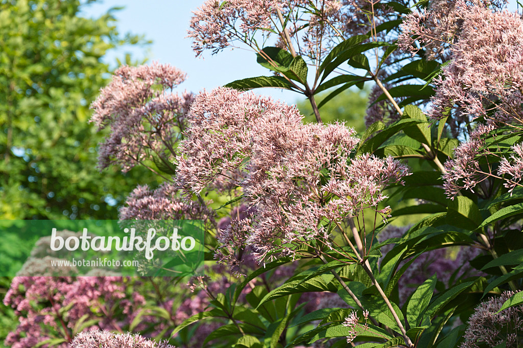 511122 - Joe-Pye weed (Eupatorium fistulosum syn. Eutrochium fistulosum)