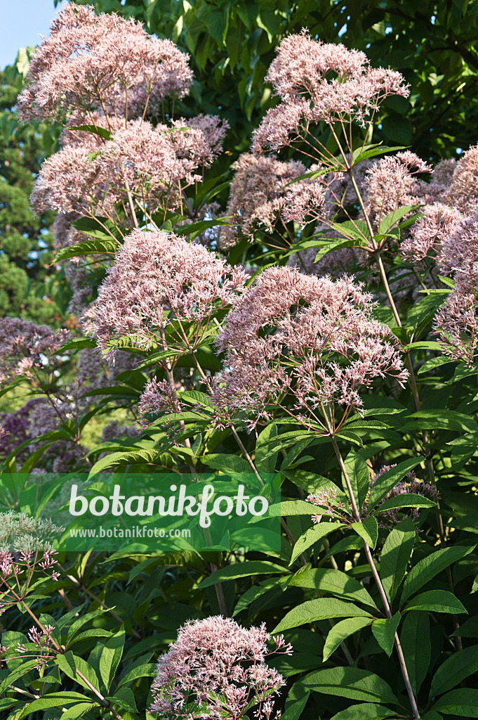 511123 - Joe-Pye weed (Eupatorium fistulosum syn. Eutrochium fistulosum)