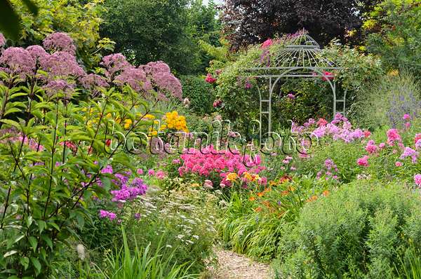 534522 - Joe-Pye weed (Eupatorium), garden phlox (Phlox paniculata) and rose (Rosa) with garden pavilion