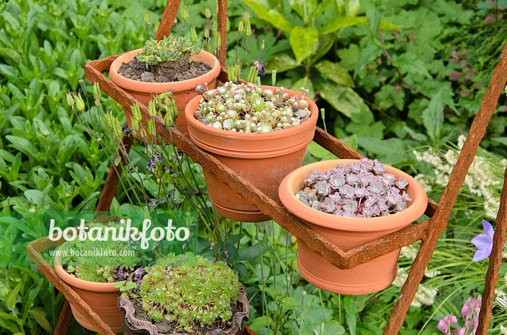 521086 - Joubarbe (Sempervivum) dans des bacs à fleurs sur une étagère rouillée