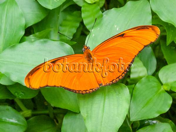 401056 - Julia butterfly (Dryas julia), widely spread sitting on a leaf