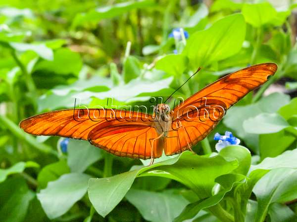 401057 - Julia butterfly (Dryas julia), widely spread sitting on a leaf