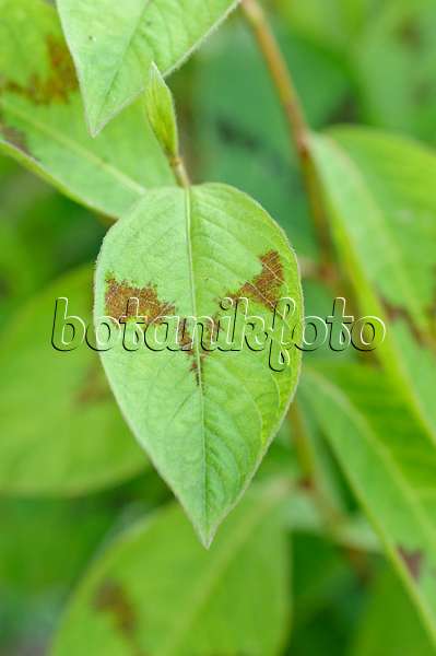 475124 - Jumpseed (Persicaria filiformis 'Lance Corporal' syn. Polygonum filiforme 'Lance Corporal')