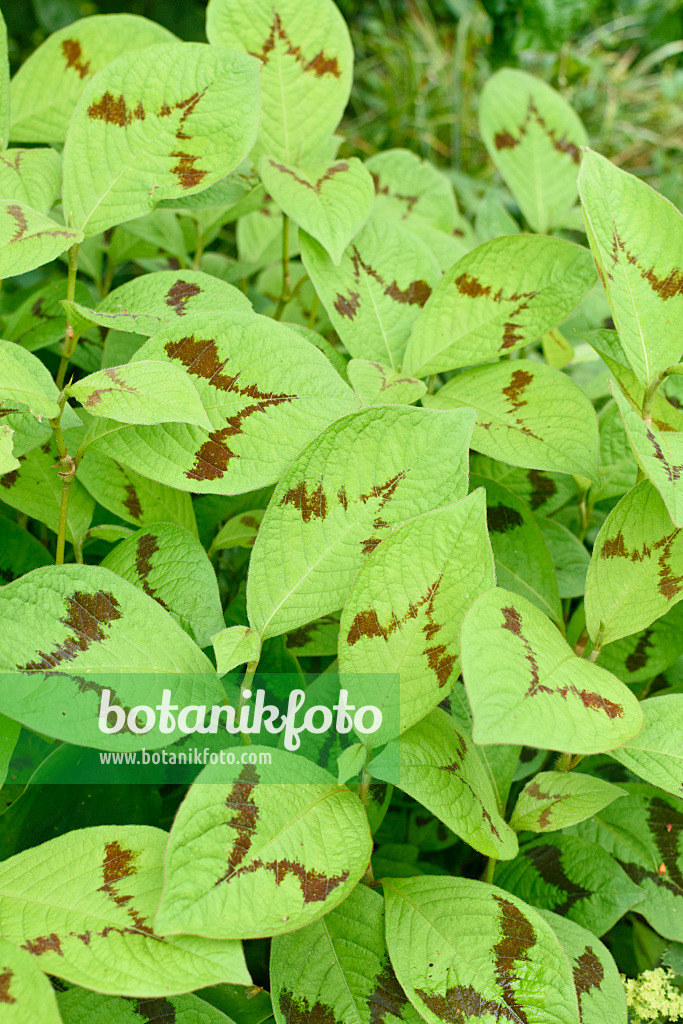 570003 - Jumpseed (Persicaria filiformis 'Lance Corporal' syn. Polygonum filiforme 'Lance Corporal')