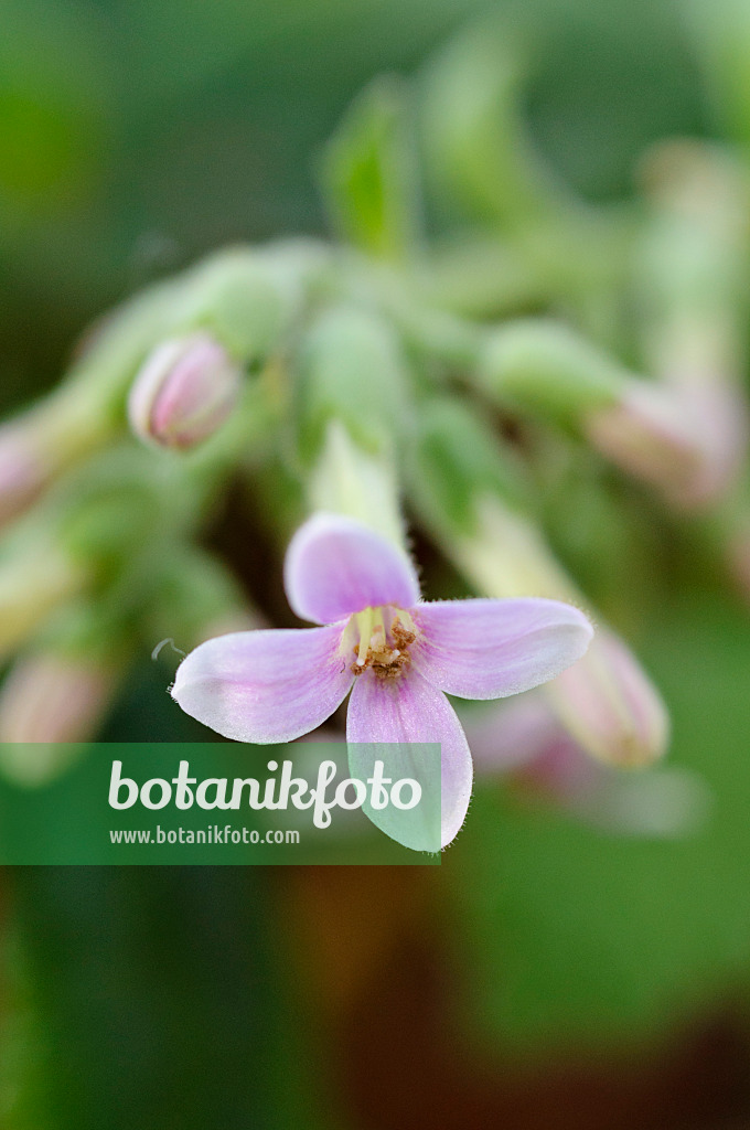 480020 - Kalanchoe bouvetii