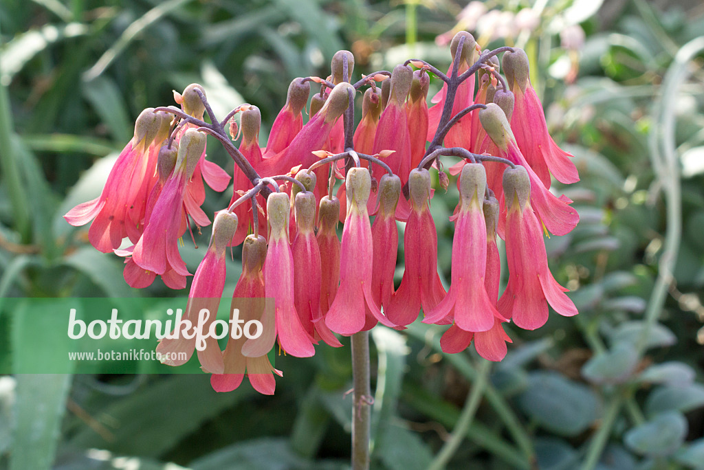 608003 - Kalanchoe daigremontiana