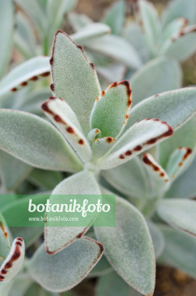 481044 - Kalanchoe tomentosa