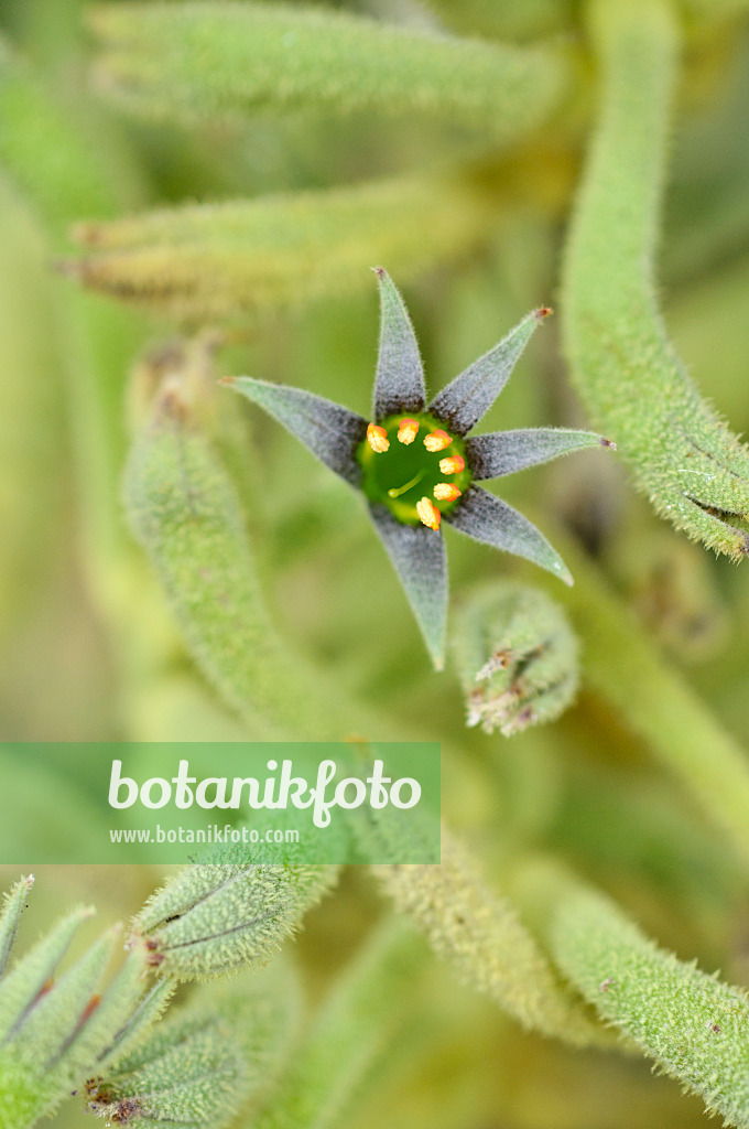 487123 - Kangaroo paw (Anigozanthos)