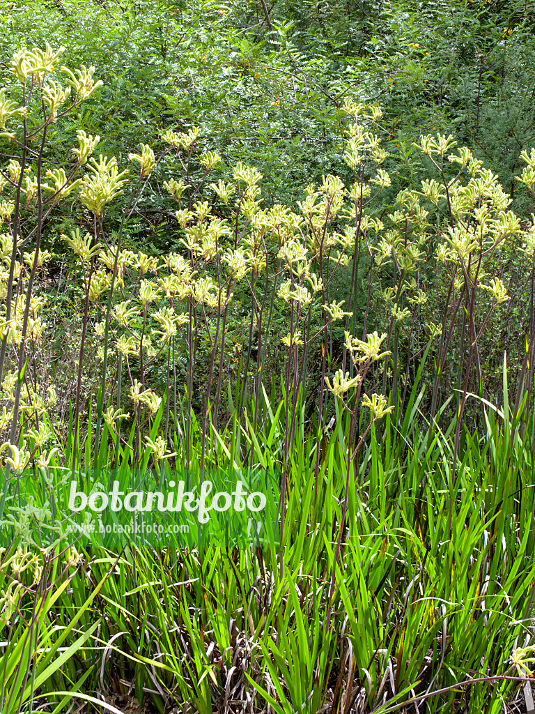 455289 - Kangaroo paw (Anigozanthos flavidus)