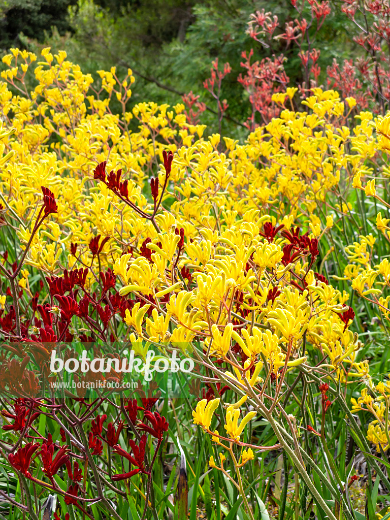 455339 - Kangaroo paw (Anigozanthos flavidus)