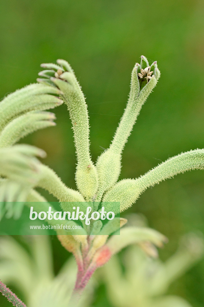 487122 - Kangaroo paw (Anigozanthos flavidus)