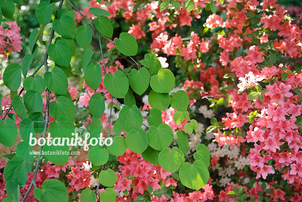 490040 - Katsura tree (Cercidiphyllum japonicum)