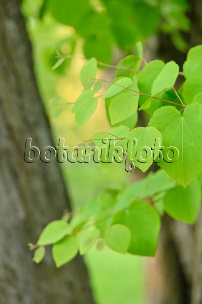 544048 - Katsura tree (Cercidiphyllum japonicum)