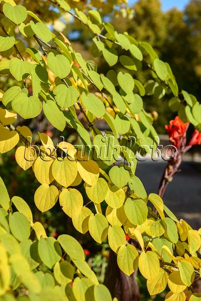 558071 - Katsura tree (Cercidiphyllum japonicum)