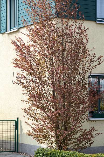 625144 - Katsura tree (Cercidiphyllum japonicum)