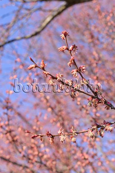470103 - Katsura tree (Cercidiphyllum japonicum) with male flowers