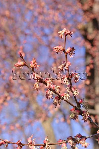 470104 - Katsura tree (Cercidiphyllum japonicum) with male flowers