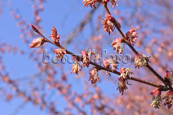 470105 - Katsura tree (Cercidiphyllum japonicum) with male flowers