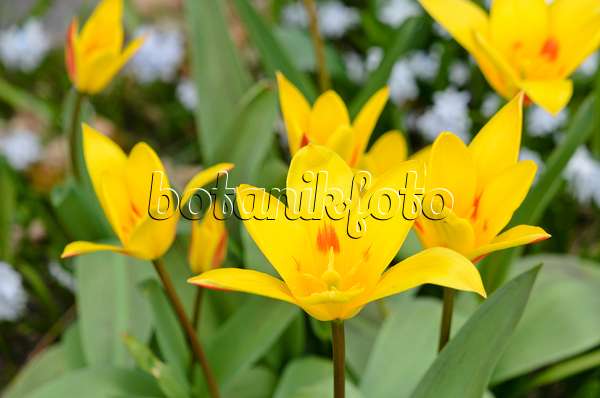 543011 - Kaufmanniana tulip (Tulipa Guiseppe Verdi)