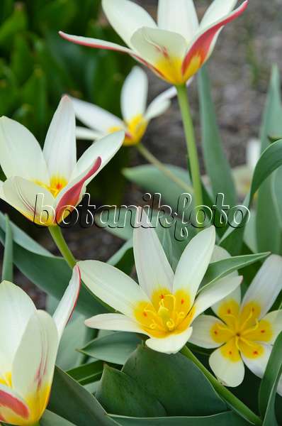 495003 - Kaufmanniana tulip (Tulipa The First)