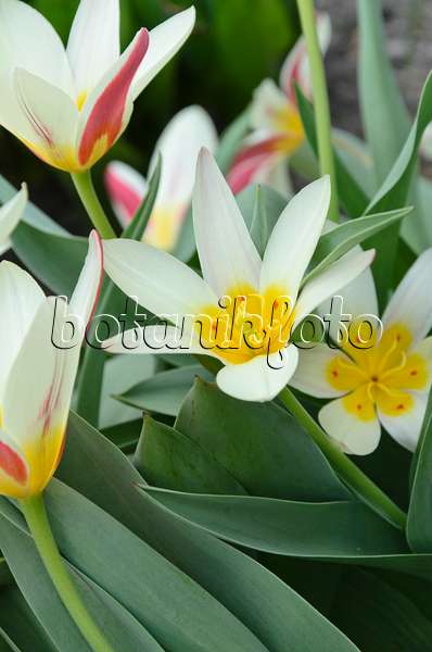 495008 - Kaufmanniana tulip (Tulipa The First)