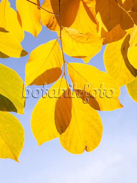430136 - Kentucky yellow wood (Cladrastis kentukea syn. Cladrastis lutea)